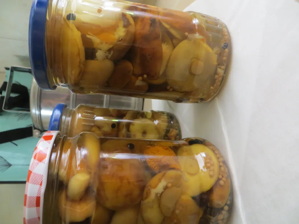 GRZYBOBRANIE