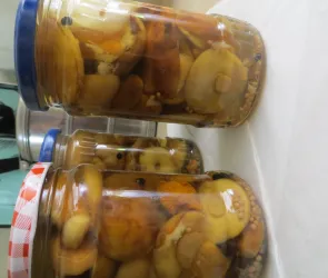 GRZYBOBRANIE